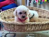 İstanbul Köpek Çi̇ftli̇ği̇ Bi̇chon Fri̇se Yavrular