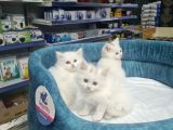 4000 Tl Kedilerimiz Tamamen Ev Ortamındadır