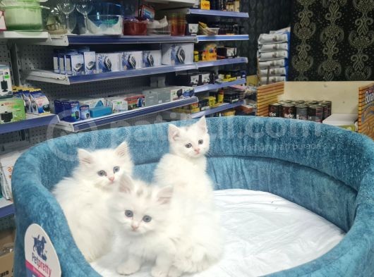 4000 Tl Kedilerimiz Tamamen Ev Ortamındadır görsel