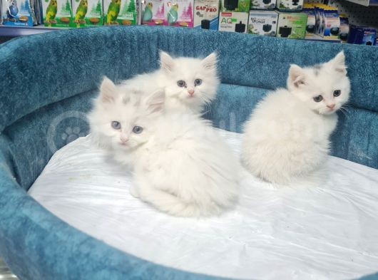 4000 Tl Kedilerimiz Tamamen Ev Ortamındadır