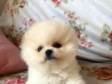 SAFKAN POMERANİAN BOO YAVRULARI