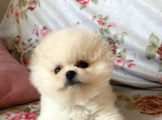 Safkan Pomerani̇an Boo Yavrulari