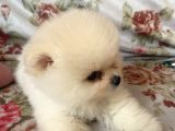 Safkan Pomerani̇an Boo Yavrulari
