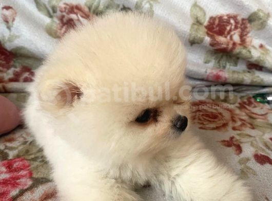 Safkan Pomerani̇an Boo Yavrulari görsel