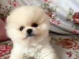 Safkan Pomerani̇an Boo Yavrulari