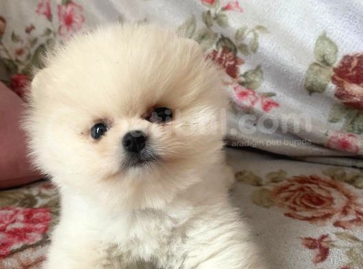 Safkan Pomerani̇an Boo Yavrulari görsel