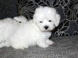 Köpek Çi̇ftli̇ği̇ Orji̇nal Maltese Teri̇er Yavrular
