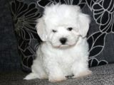 Köpek Çi̇ftli̇ği̇ Orji̇nal Maltese Teri̇er Yavrular