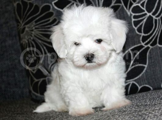 Köpek Çi̇ftli̇ği̇ Orji̇nal Maltese Teri̇er Yavrular görsel
