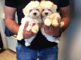 Köpek Çi̇ftli̇ği̇ Orji̇nal Maltese Teri̇er Yavrular