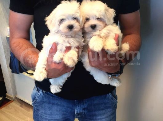 Köpek Çi̇ftli̇ği̇ Orji̇nal Maltese Teri̇er Yavrular görsel