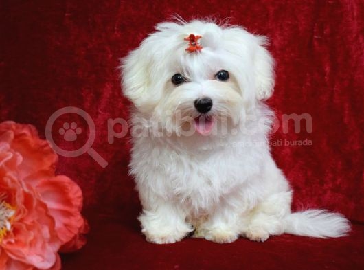 Köpek Çi̇ftli̇ği̇ Orji̇nal Maltese Teri̇er Yavrular görsel