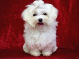 Köpek Çi̇ftli̇ği̇ Orji̇nal Maltese Teri̇er Yavrular