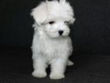 Köpek Çi̇ftli̇ği̇ Orji̇nal Maltese Teri̇er Yavrular