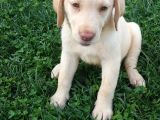 Köpek Çi̇ftli̇ği̇ Çi̇kolata Labrador Yavrular