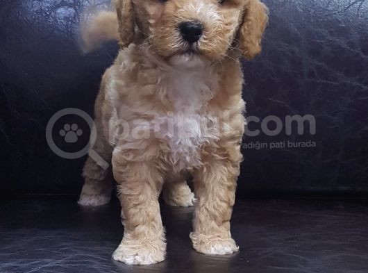 İstanbul Köpek Çi̇ftli̇ği̇ Orji̇nal Malti̇poo Yavrular görsel
