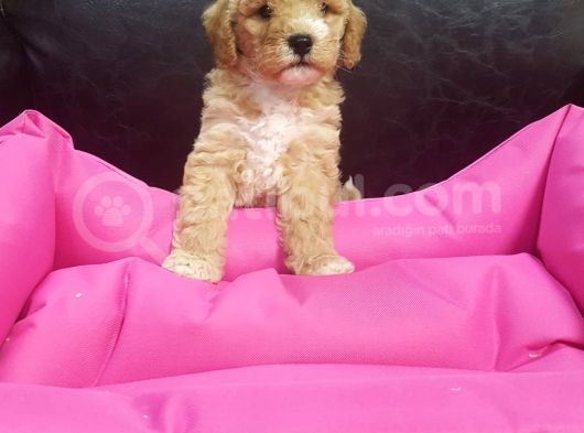 İstanbul Köpek Çi̇ftli̇ği̇ Orji̇nal Malti̇poo Yavrular görsel