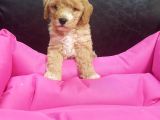 İstanbul Köpek Çi̇ftli̇ği̇ Orji̇nal Malti̇poo Yavrular