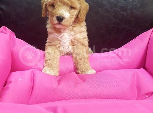 İstanbul Köpek Çi̇ftli̇ği̇ Orji̇nal Malti̇poo Yavrular görsel