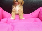 İstanbul Köpek Çi̇ftli̇ği̇ Orji̇nal Malti̇poo Yavrular