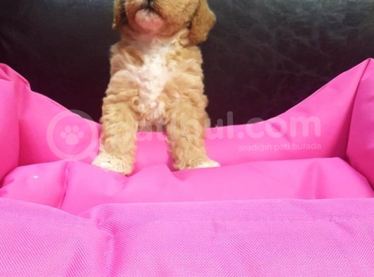 İstanbul Köpek Çi̇ftli̇ği̇ Orji̇nal Malti̇poo Yavrular görsel