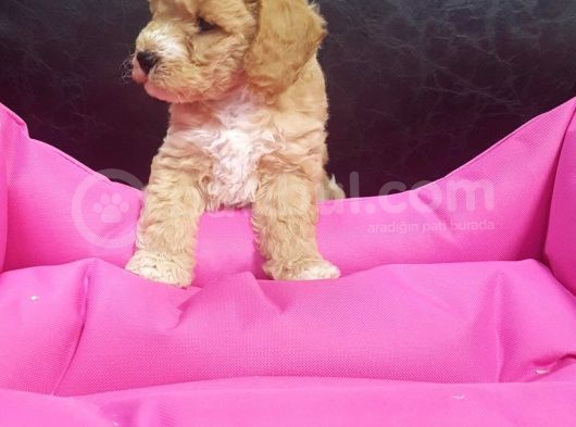 İstanbul Köpek Çi̇ftli̇ği̇ Orji̇nal Malti̇poo Yavrular görsel