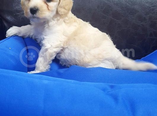 İstanbul Köpek Çi̇ftli̇ği̇ Orji̇nal Malti̇poo Yavrular görsel