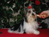 İstanbul Köpek Çi̇ftli̇ği̇ Orji̇nal Morki̇e Yavrular