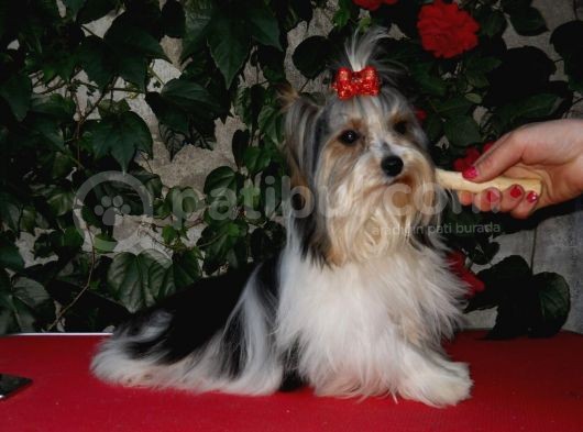 İstanbul Köpek Çi̇ftli̇ği̇ Orji̇nal Morki̇e Yavrular görsel