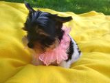 İstanbul Köpek Çi̇ftli̇ği̇ Orji̇nal Morki̇e Yavrular