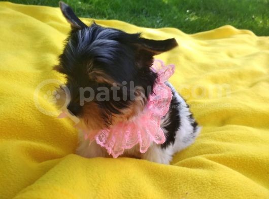 İstanbul Köpek Çi̇ftli̇ği̇ Orji̇nal Morki̇e Yavrular görsel
