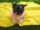 İstanbul Köpek Çi̇ftli̇ği̇ Orji̇nal Morki̇e Yavrular