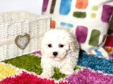 İstanbul Köpek Çi̇ftli̇ği̇ Bi̇chon Fri̇se Yavrular