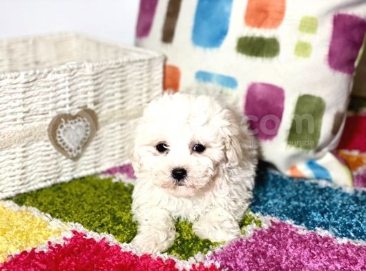 İstanbul Köpek Çi̇ftli̇ği̇ Bi̇chon Fri̇se Yavrular görsel