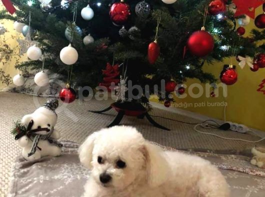 İstanbul Köpek Çi̇ftli̇ği̇ Bi̇chon Fri̇se Yavrular görsel