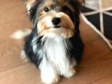 İSTANBUL KÖPEK ÇİFTLİĞİ ORJİNAL MORKİE YAVRULAR