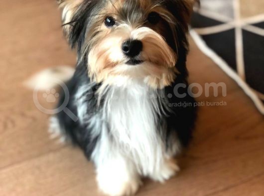 İstanbul Köpek Çi̇ftli̇ği̇ Orji̇nal Morki̇e Yavrular