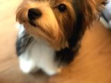 İstanbul Köpek Çi̇ftli̇ği̇ Orji̇nal Morki̇e Yavrular