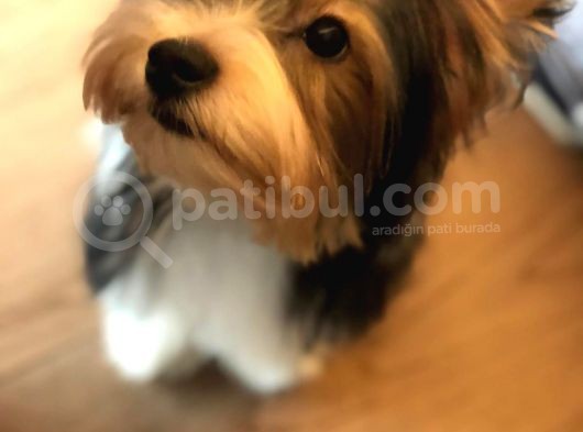 İstanbul Köpek Çi̇ftli̇ği̇ Orji̇nal Morki̇e Yavrular görsel
