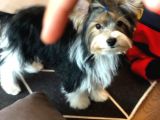İstanbul Köpek Çi̇ftli̇ği̇ Orji̇nal Morki̇e Yavrular