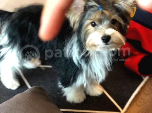 İstanbul Köpek Çi̇ftli̇ği̇ Orji̇nal Morki̇e Yavrular görsel