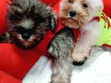 Köpek Çi̇ftli̇ği̇ Orji̇nal Mi̇nyatür Schnauzer Yavrular