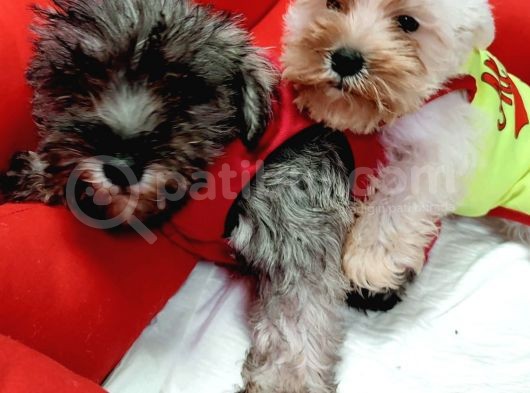 Köpek Çi̇ftli̇ği̇ Orji̇nal Mi̇nyatür Schnauzer Yavrular görsel