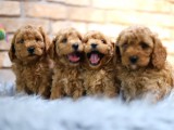 Dişi Erkek Toy Poodle yavruları
