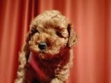 Scr Li Mükemmel Toy Poodle Yavrular