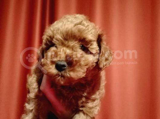 Scr Li Mükemmel Toy Poodle Yavrular görsel