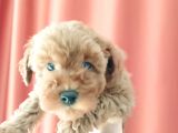 Scr Li Mükemmel Toy Poodle Yavrular