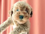 SCR li mükemmel toy poodle yavrular