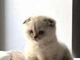 AİLELERE UYGUN SİLVER POİNT SCOTTİSH