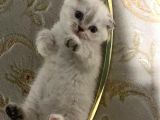 Ai̇lelere Uygun Si̇lver Poi̇nt Scotti̇sh